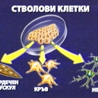 Терапия на бъдещето - от модерните медикаменти до стволовите клетки, предотвратяването на диабетните усложнения, алтернативи на приложението на екзогенен инсулин, понижаването на нивото на кръвната захар, инхибиторите на натриево-глюкозния-котранспортер от тип 2 на бъбреците (SGLT-2-инхибитори), противовъзпалителните медикаменти (Xoma, Anakinra), инкретин-миметиците с удължено освобождаване (GLP-1-аналози), плурипотентни стволови клетки (IPS)